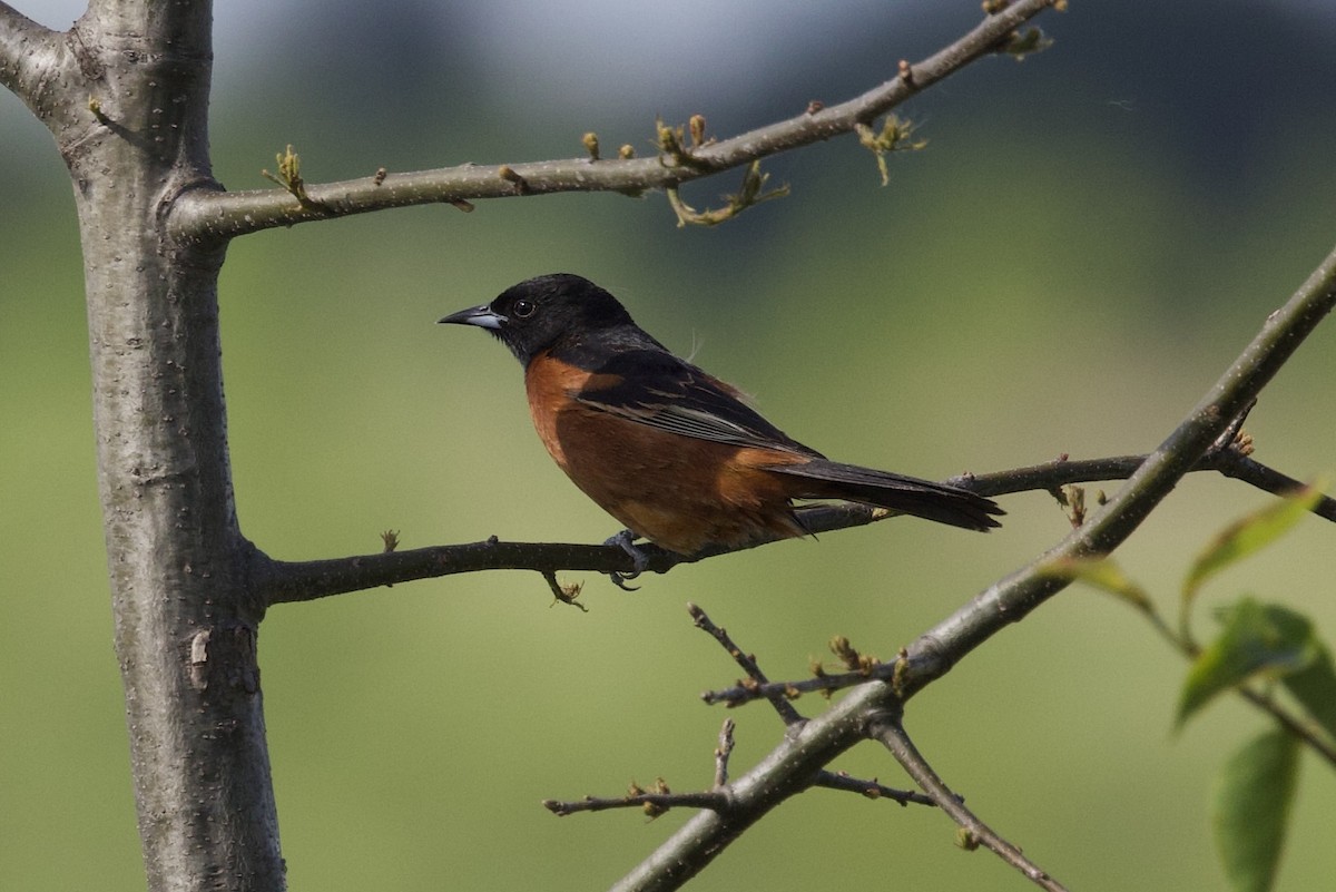 Orchard Oriole - ML619727977