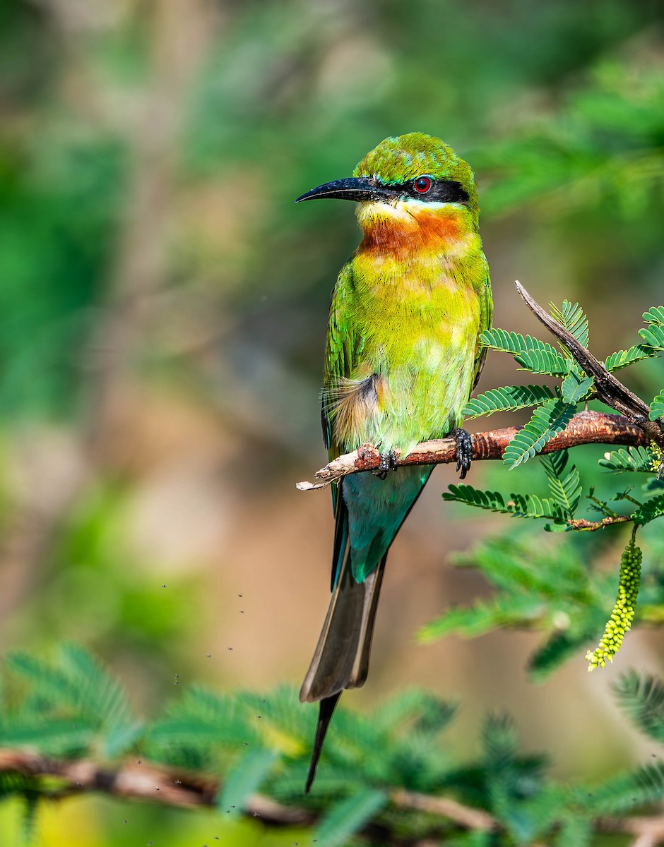 Blue-tailed Bee-eater - ML619728109