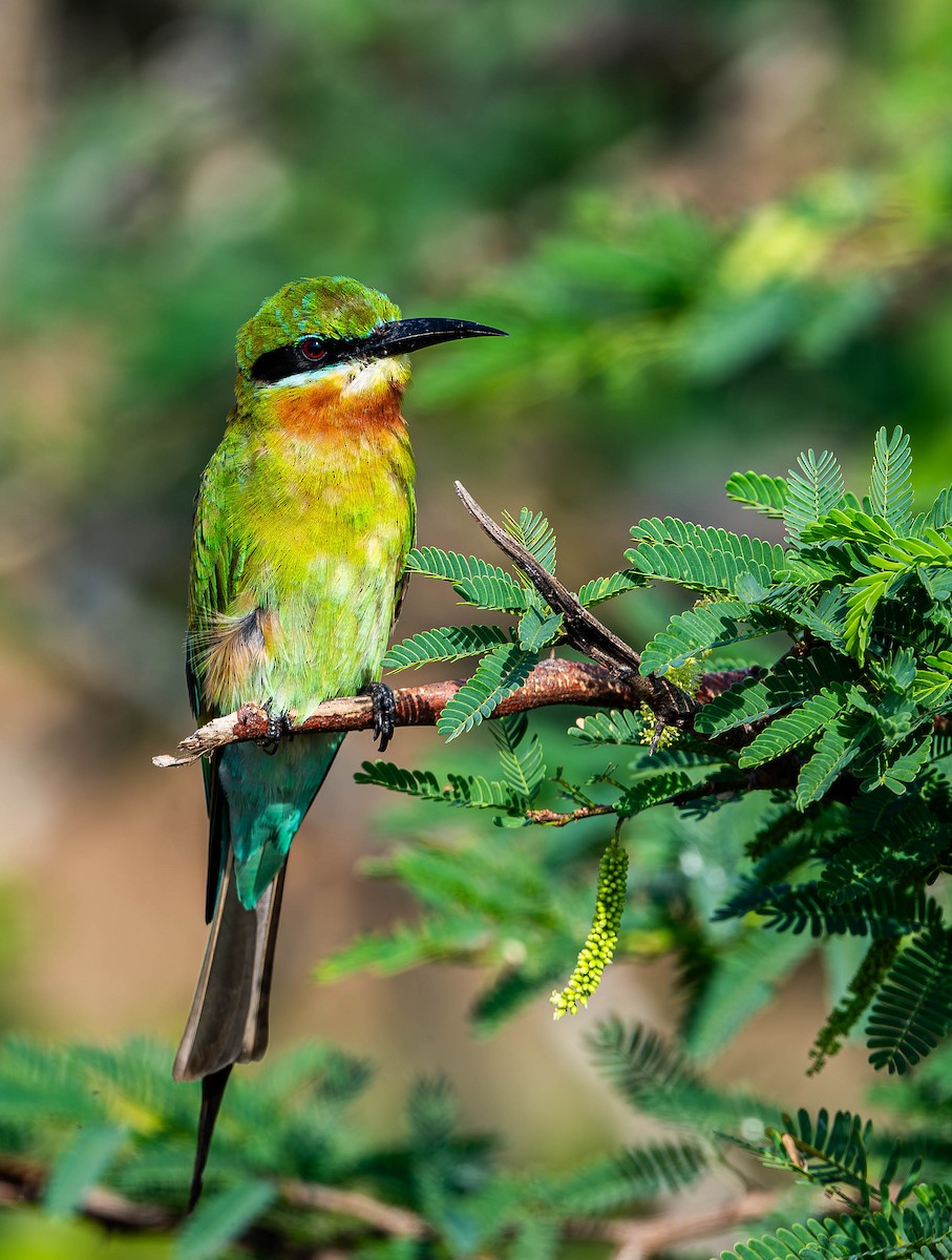 Blue-tailed Bee-eater - ML619728112