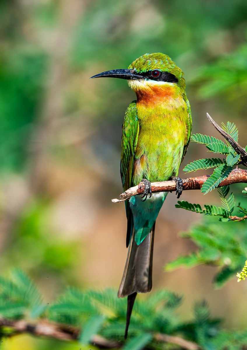 Blue-tailed Bee-eater - ML619728117