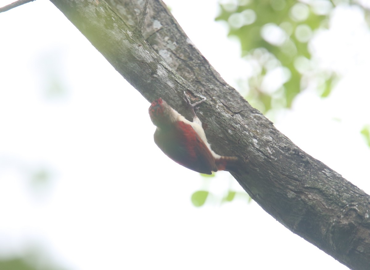Scarlet-backed Woodpecker - ML619728132