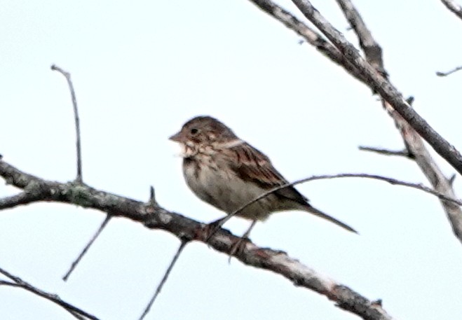 Vesper Sparrow - ML619728201