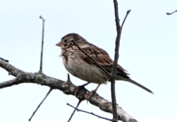Vesper Sparrow - ML619728202