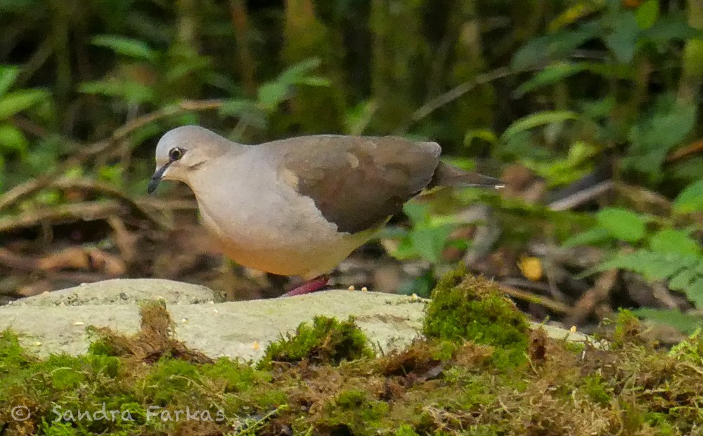 Gray-fronted Dove - ML619728209