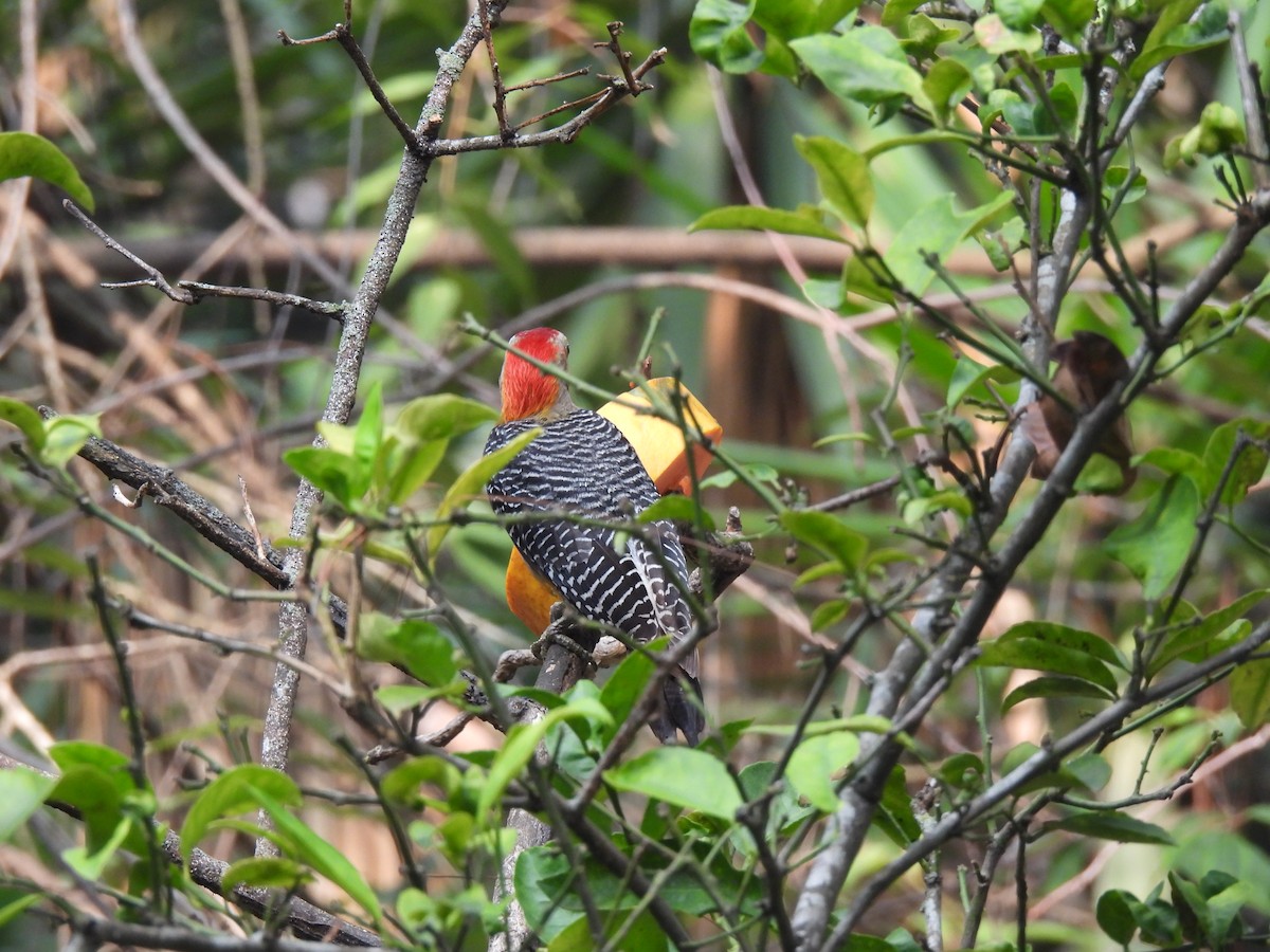 Golden-fronted Woodpecker - ML619728333