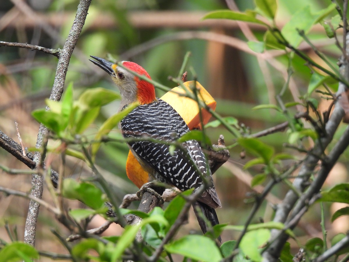 Golden-fronted Woodpecker - ML619728334