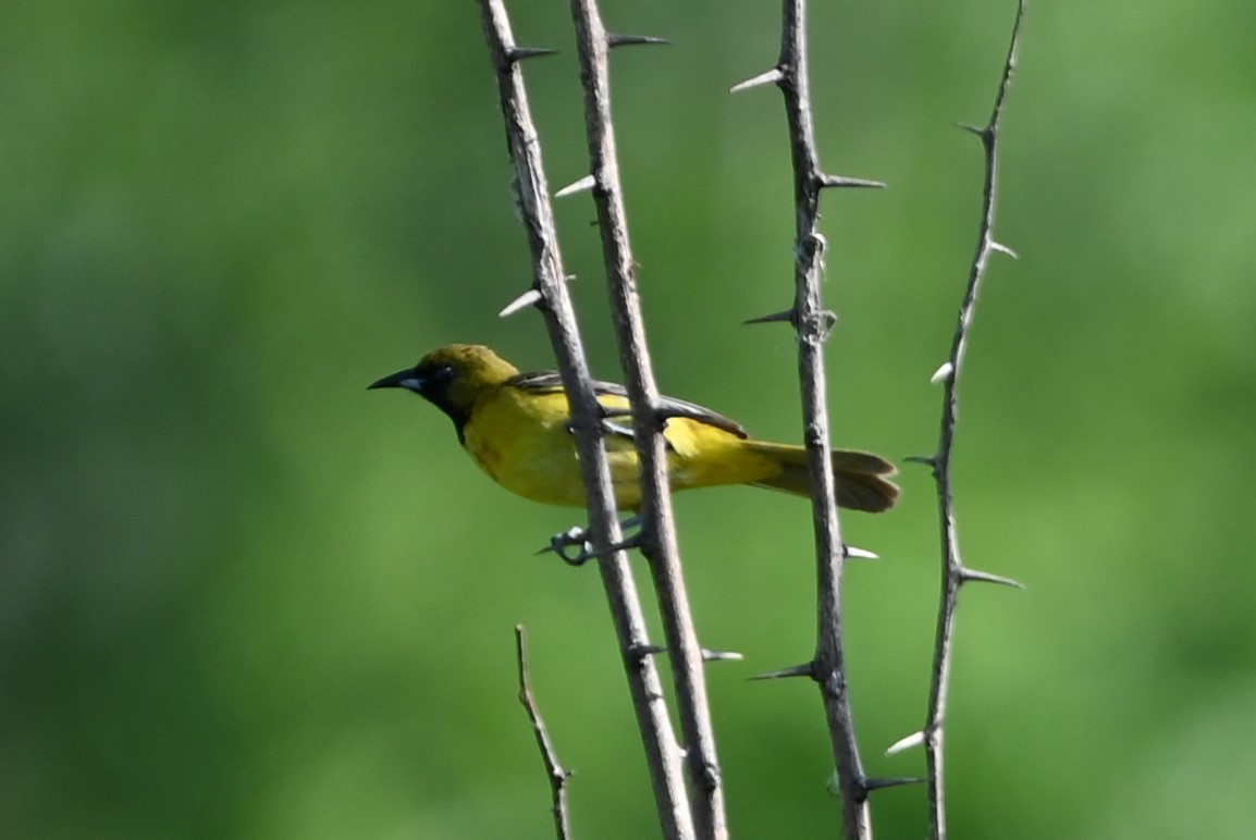 Orchard Oriole - ML619728354