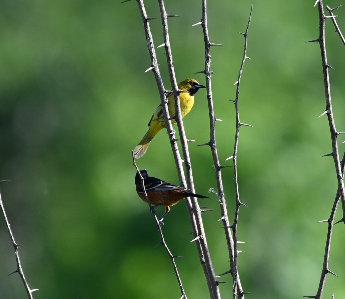 Orchard Oriole - ML619728360