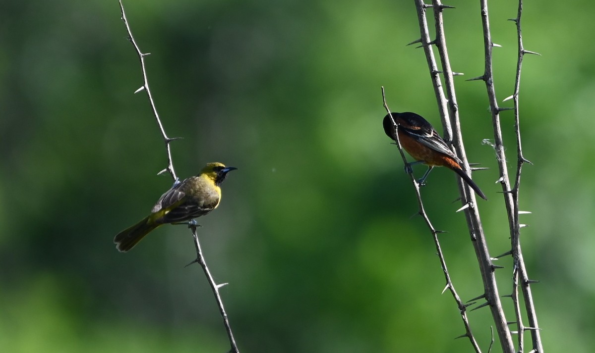Orchard Oriole - ML619728364