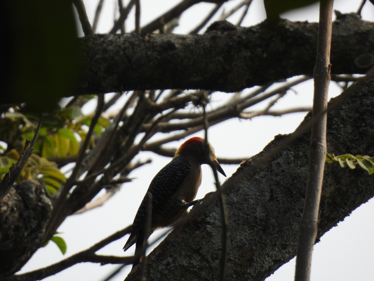Golden-fronted Woodpecker - ML619728366