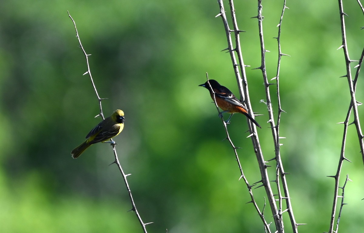 Orchard Oriole - ML619728379