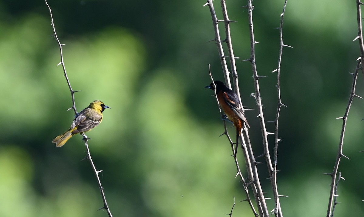 Orchard Oriole - ML619728389