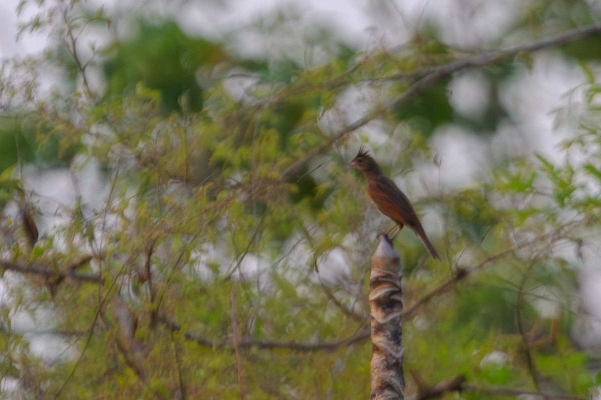 Crested Bunting - ML619728391