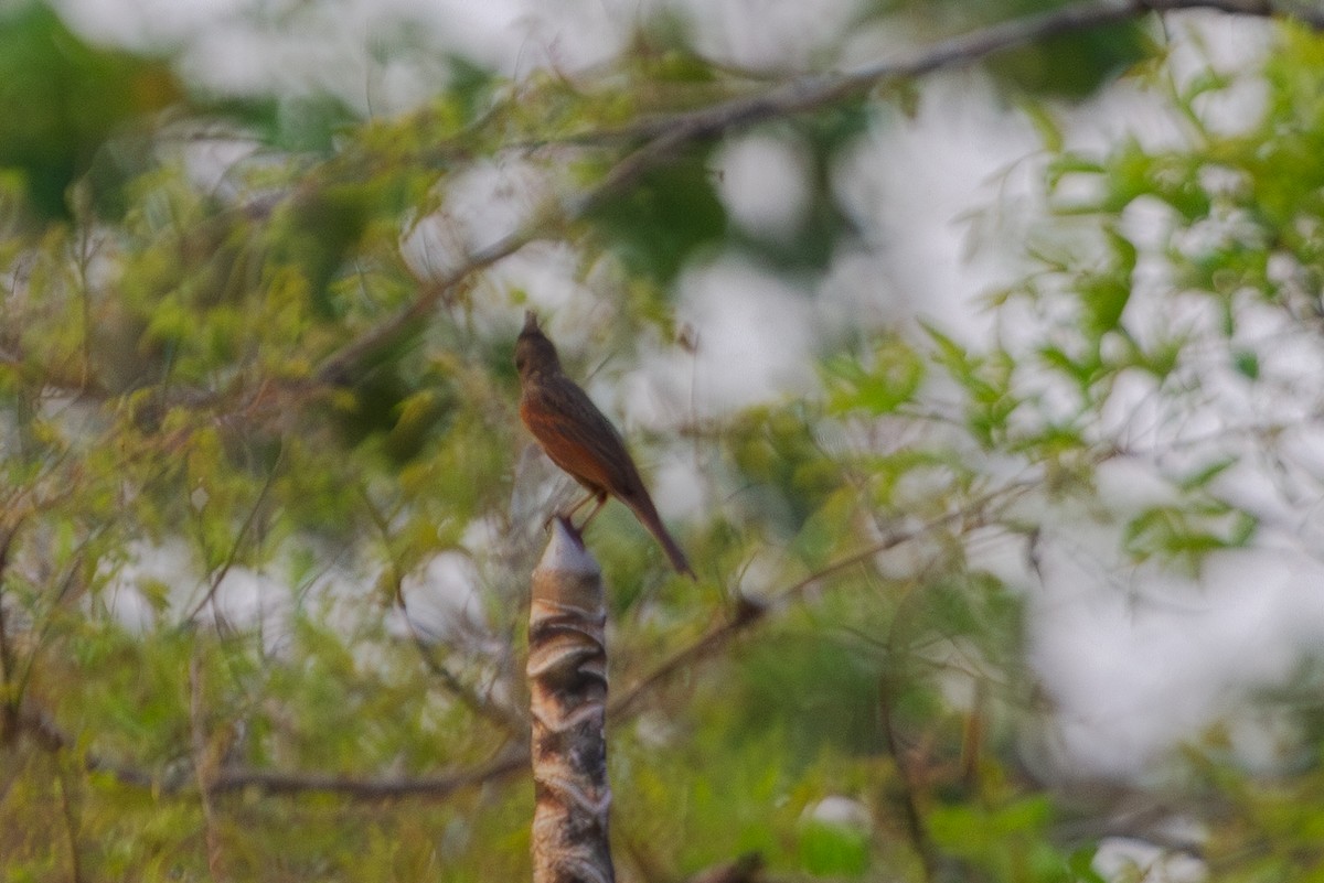 Crested Bunting - ML619728392