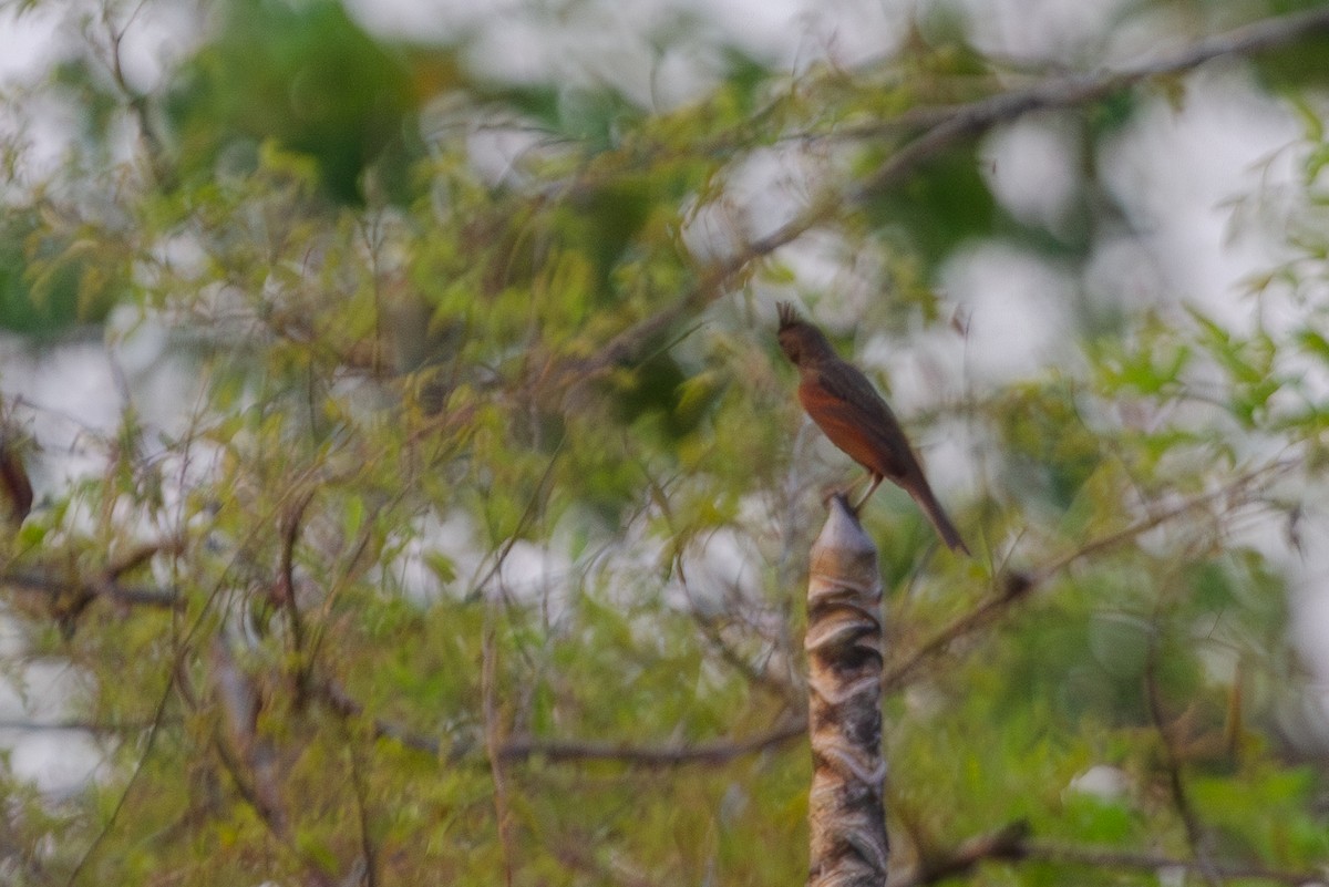 Crested Bunting - ML619728393