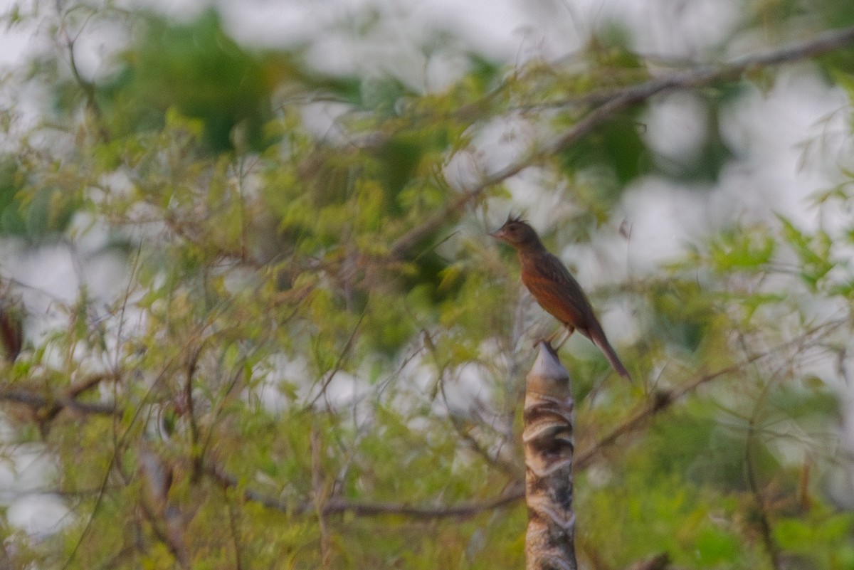 Crested Bunting - ML619728394