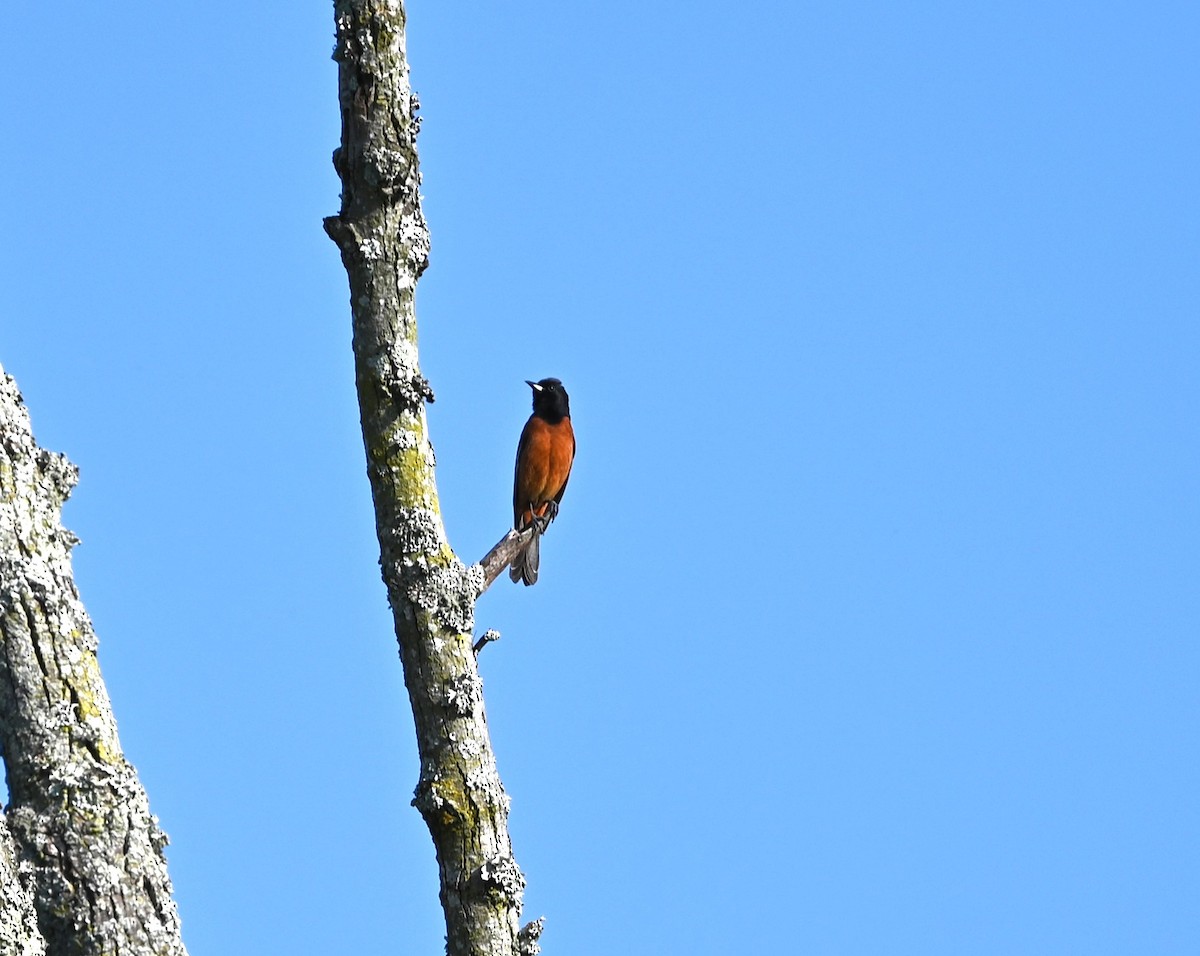 Orchard Oriole - ML619728406