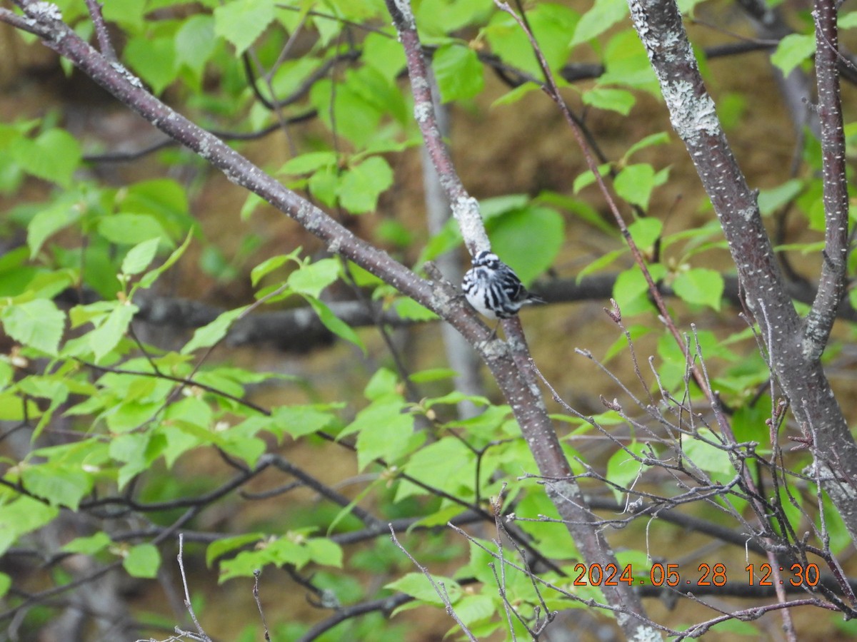 Black-and-white Warbler - ML619728466