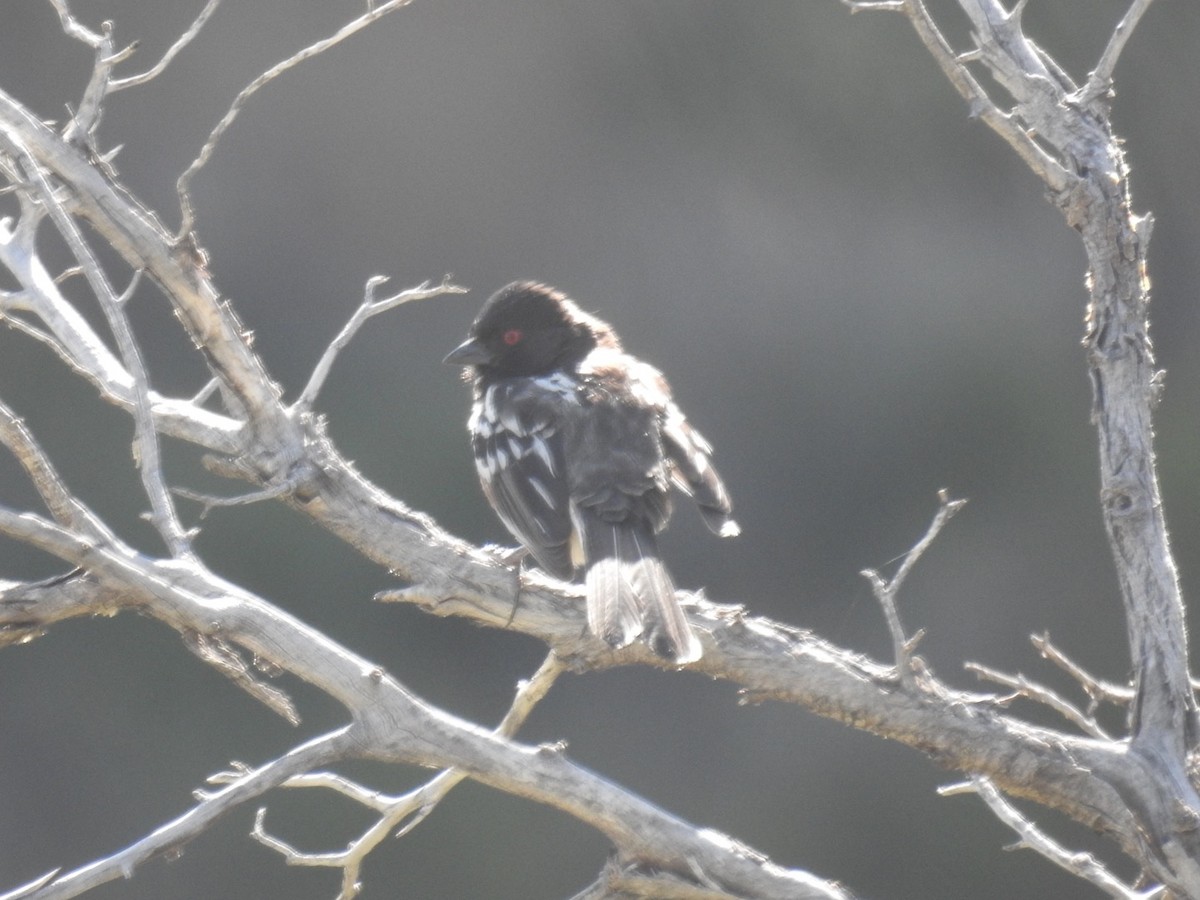 Spotted Towhee - ML619728473