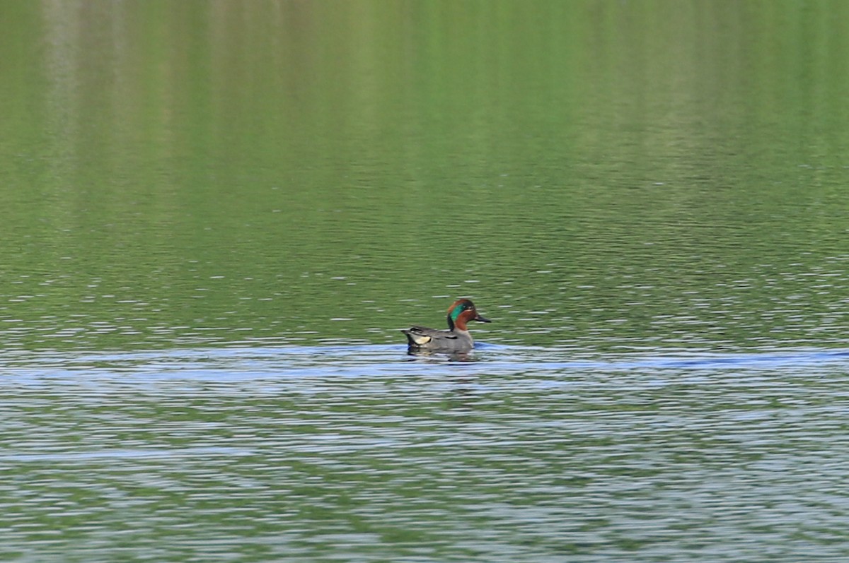 Green-winged Teal - ML619728491