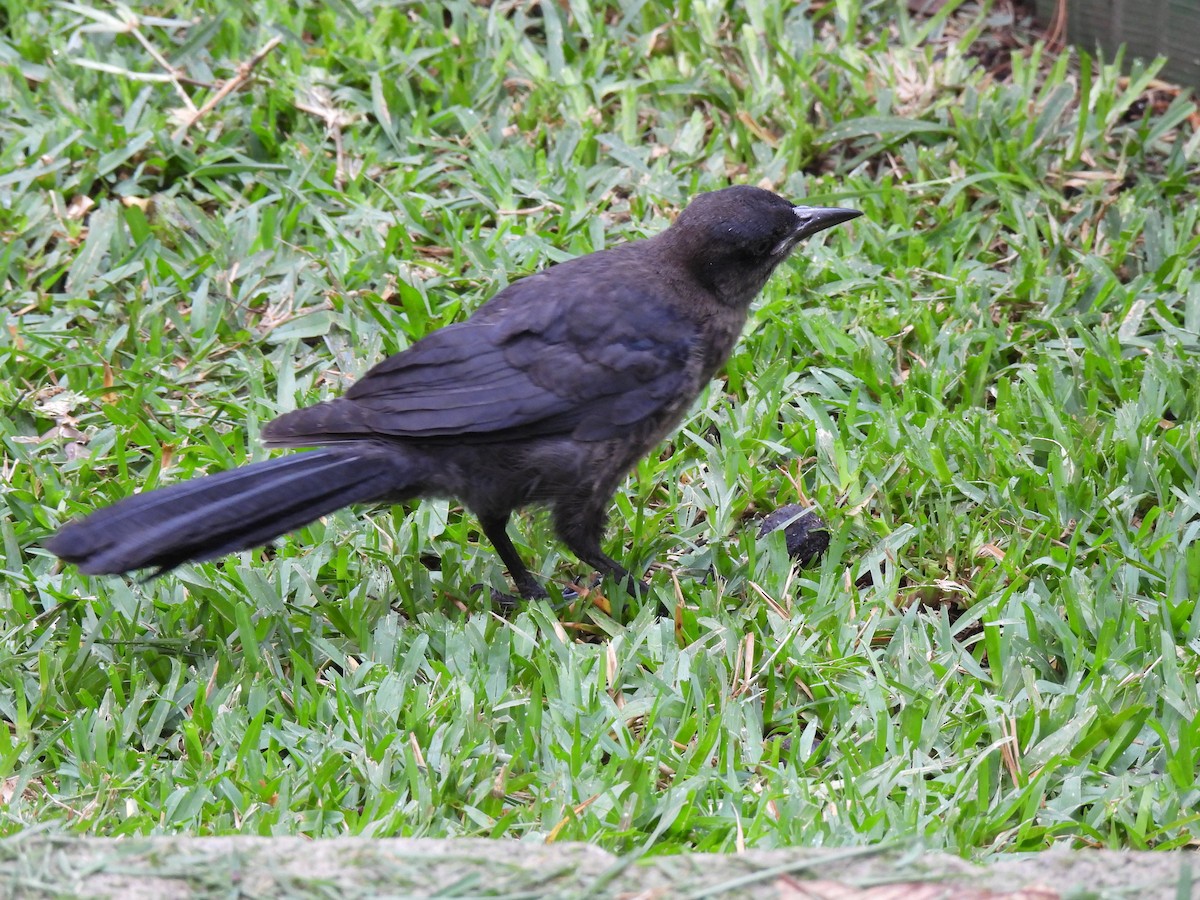 Great-tailed Grackle - ML619728585