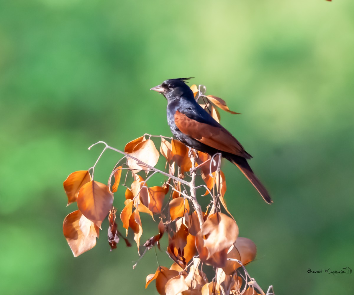 Crested Bunting - ML619728609