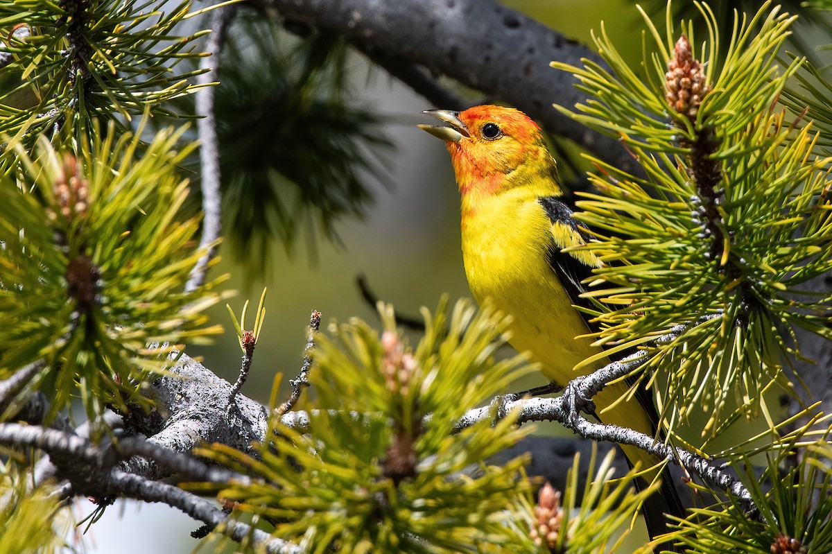 Western Tanager - ML619728613