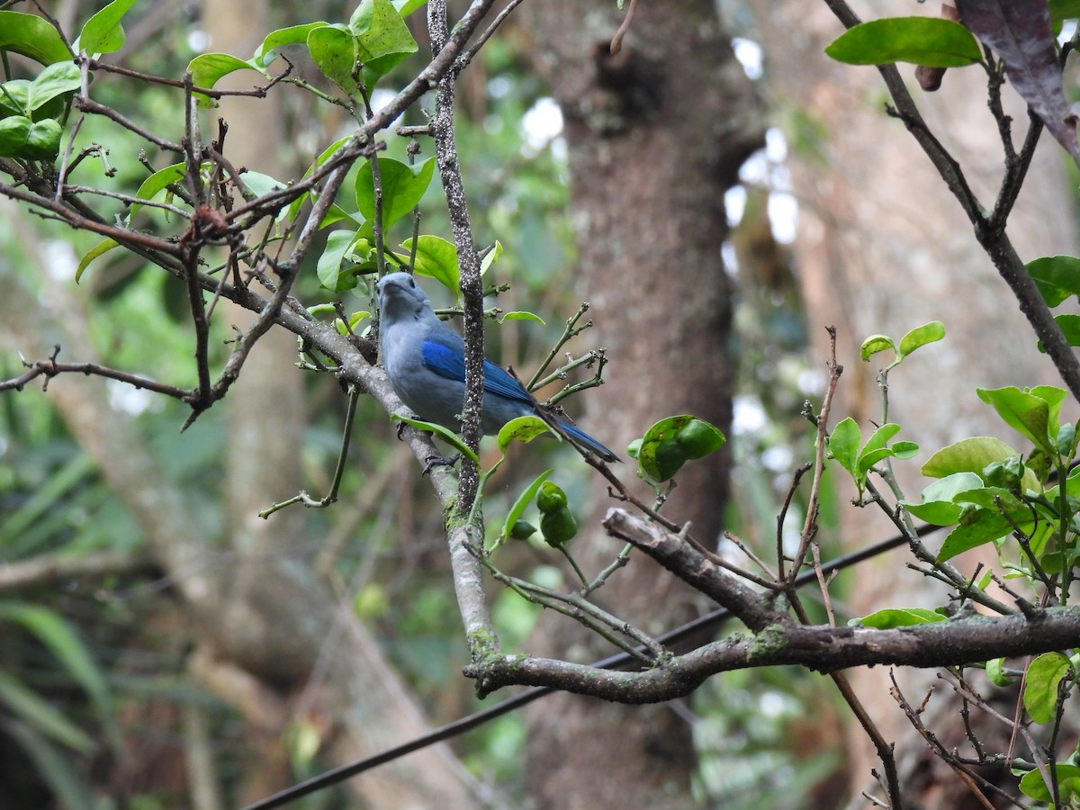 Blue-gray Tanager - ML619728654