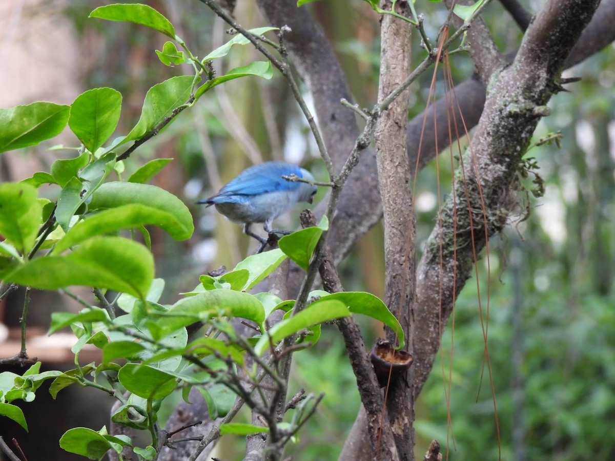 Blue-gray Tanager - ML619728657