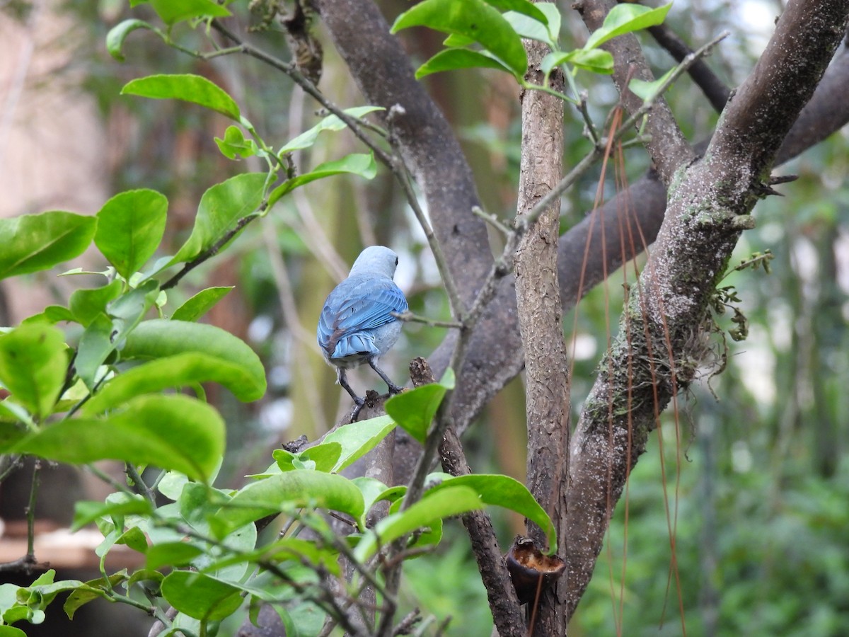 Blue-gray Tanager - ML619728659