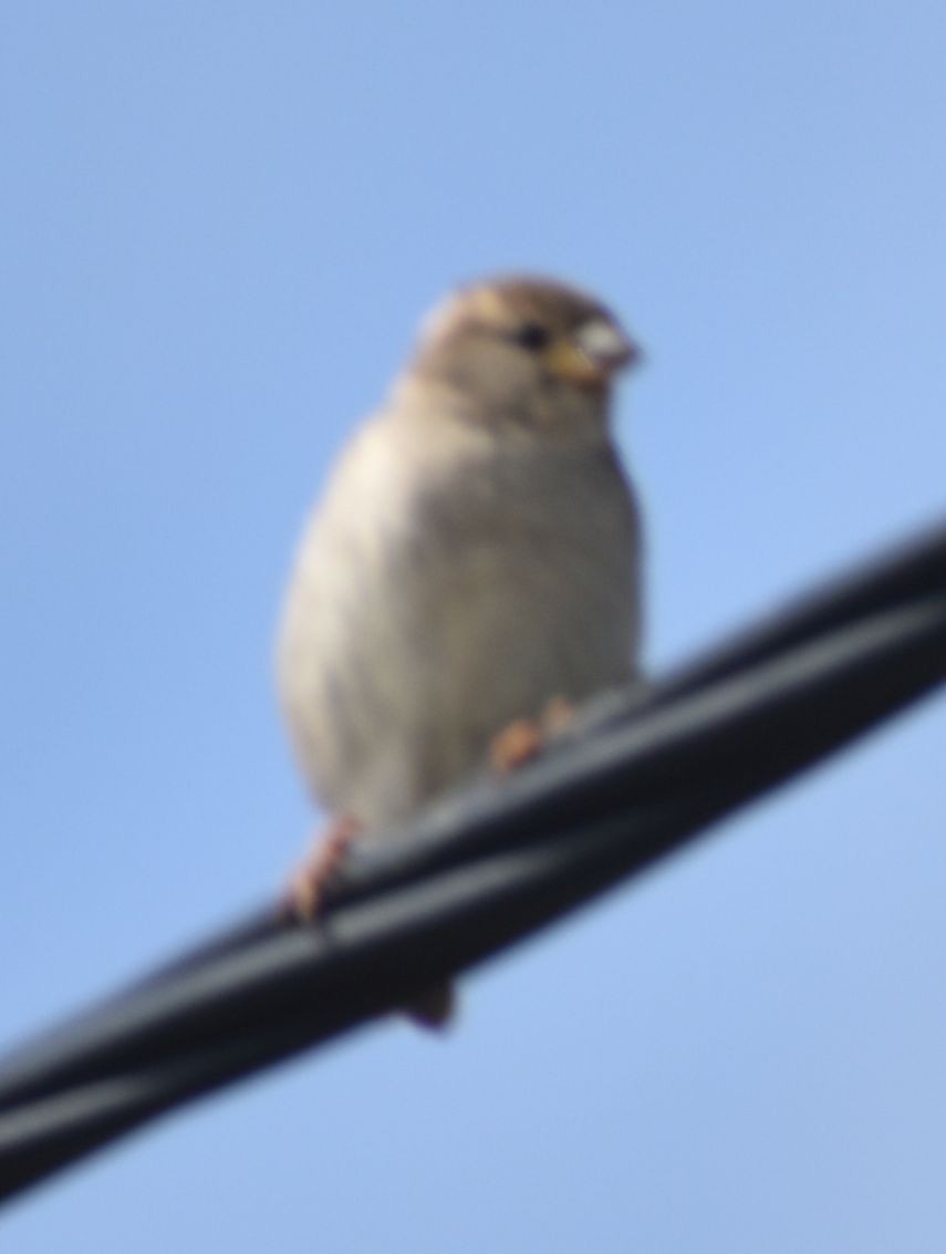 House Sparrow - ML619728683