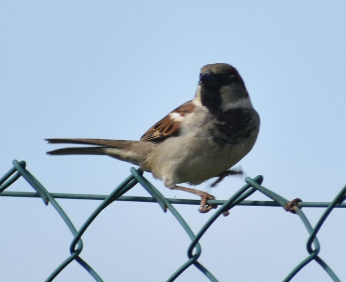 House Sparrow - ML619728684