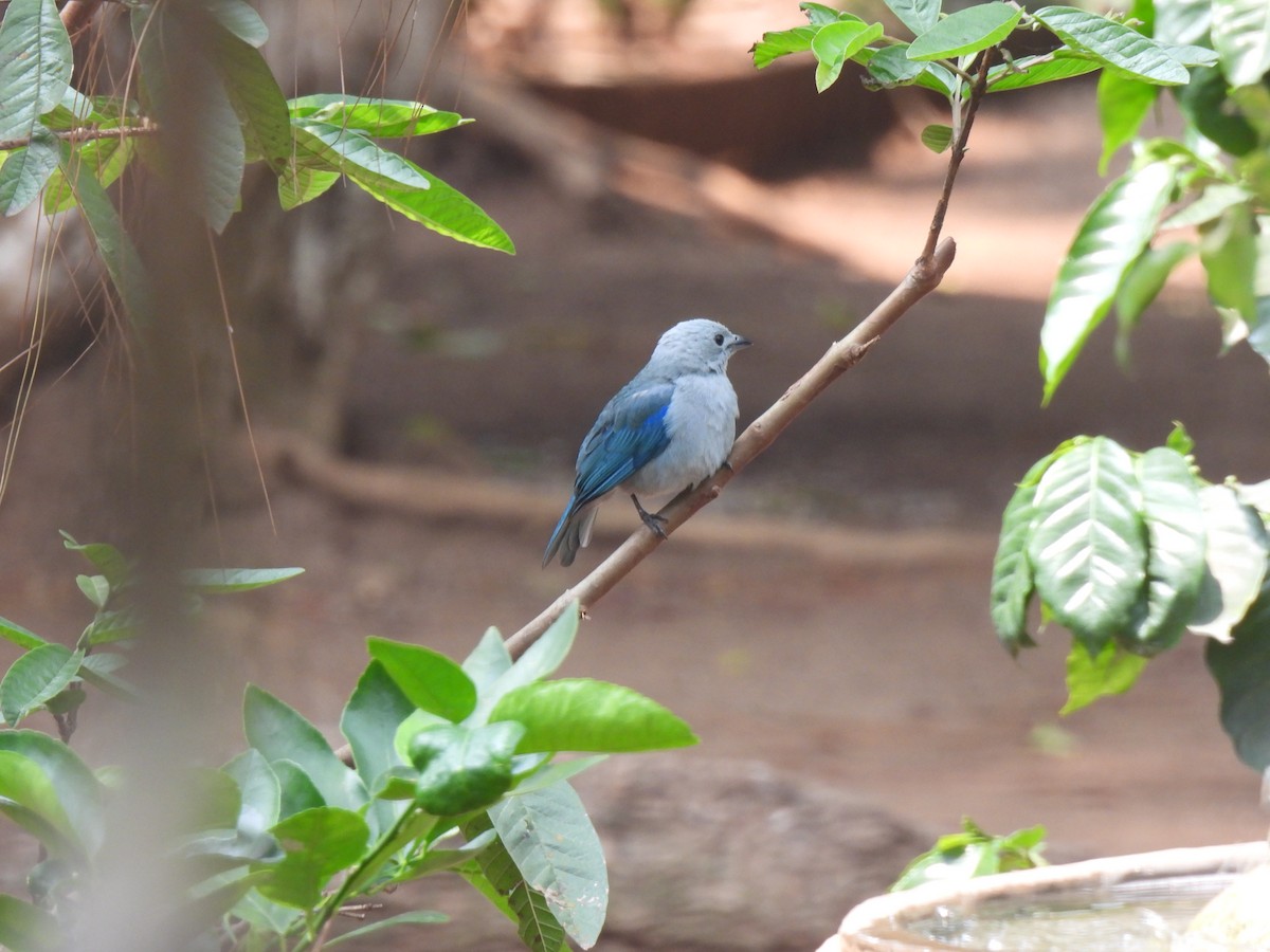 Blue-gray Tanager - ML619728703
