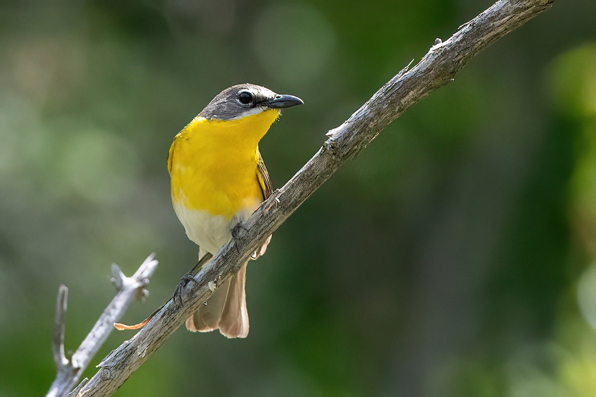 Yellow-breasted Chat - ML619728730