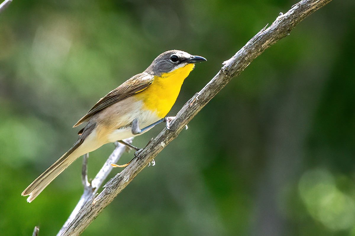 Yellow-breasted Chat - ML619728731