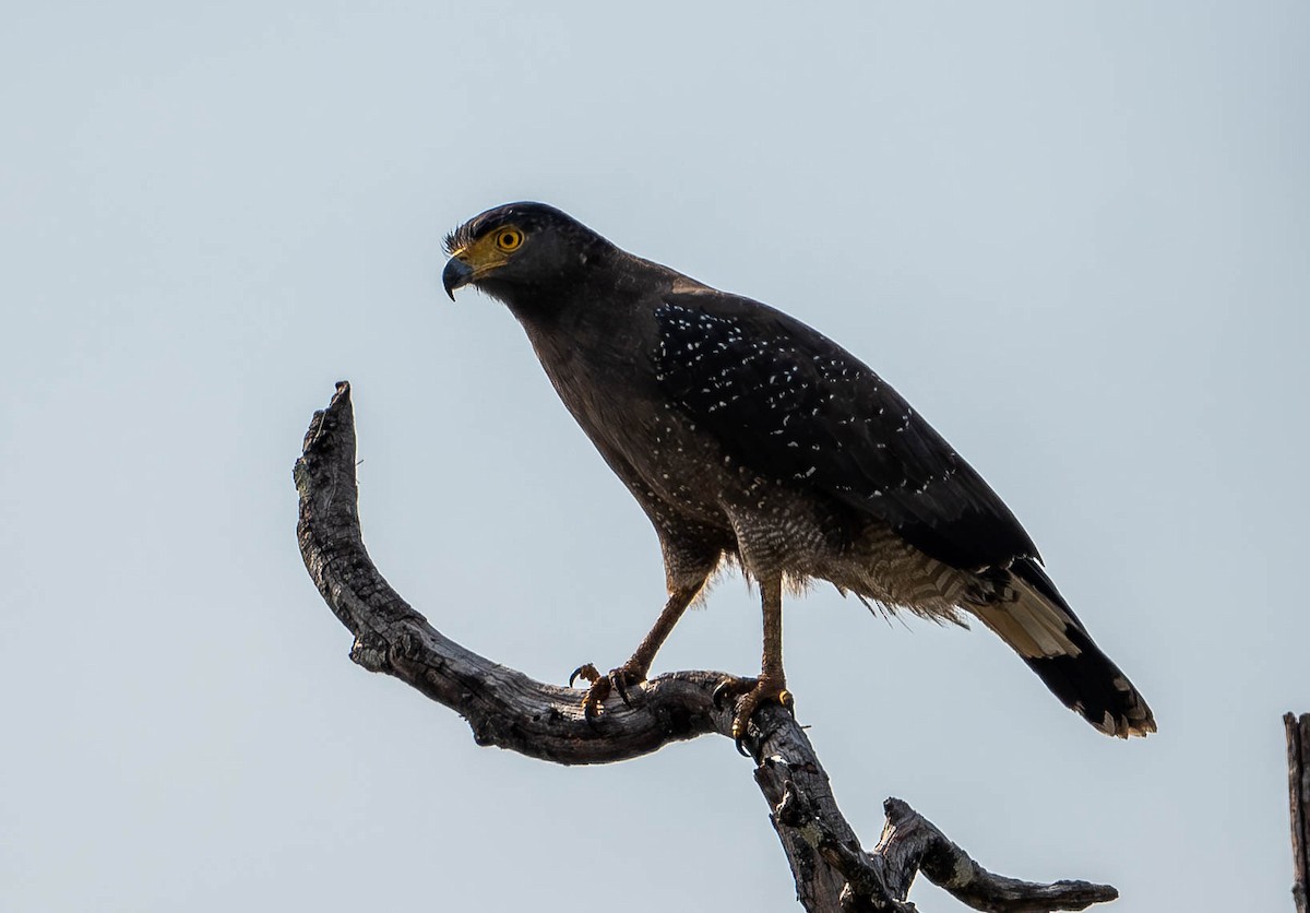 Crested Serpent-Eagle - ML619728768