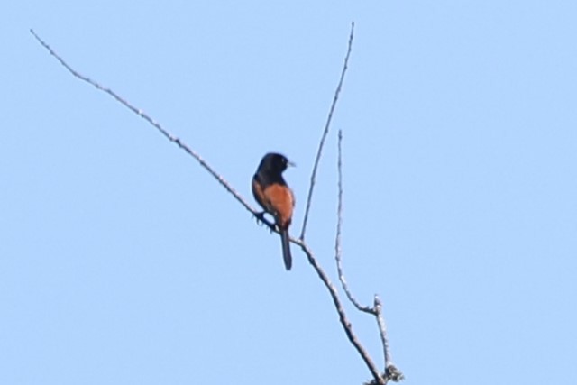 Orchard Oriole - ML619728771