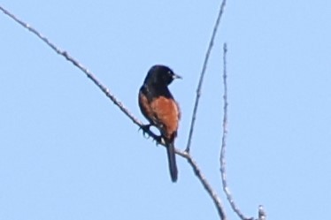 Orchard Oriole - ML619728772