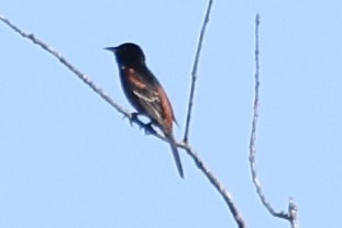 Orchard Oriole - ML619728773