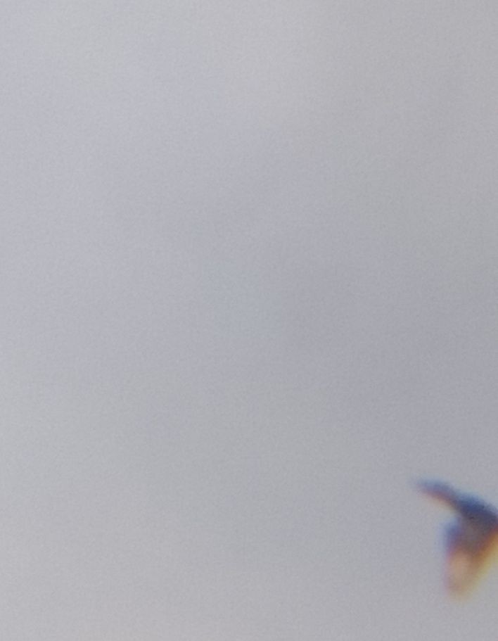 Красногрудый зимородок - ML619728777