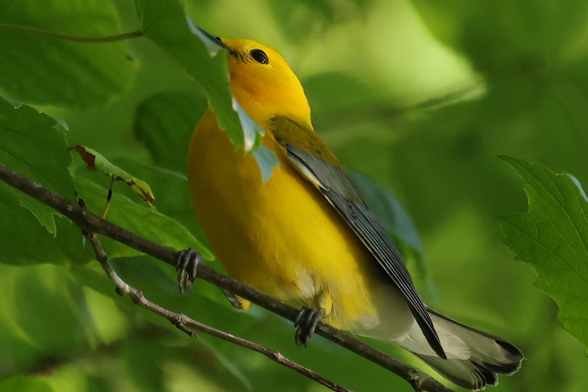 Prothonotary Warbler - ML619728782