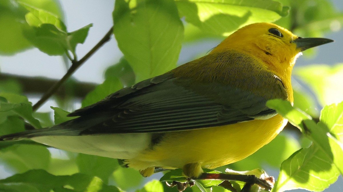 Prothonotary Warbler - ML619728783