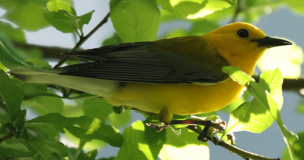 Prothonotary Warbler - ML619728784