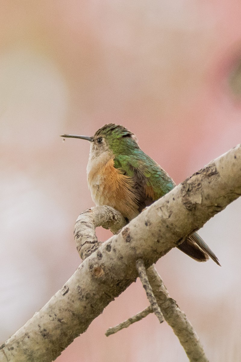 Broad-tailed Hummingbird - ML619728811