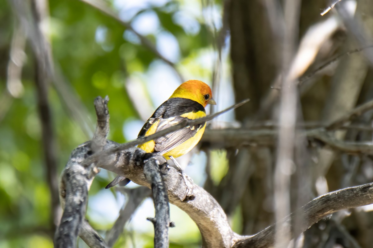 Western Tanager - ML619728838