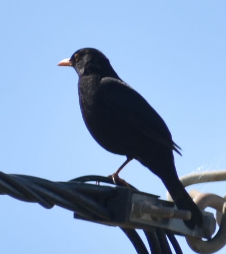 Eurasian Blackbird - ML619728884