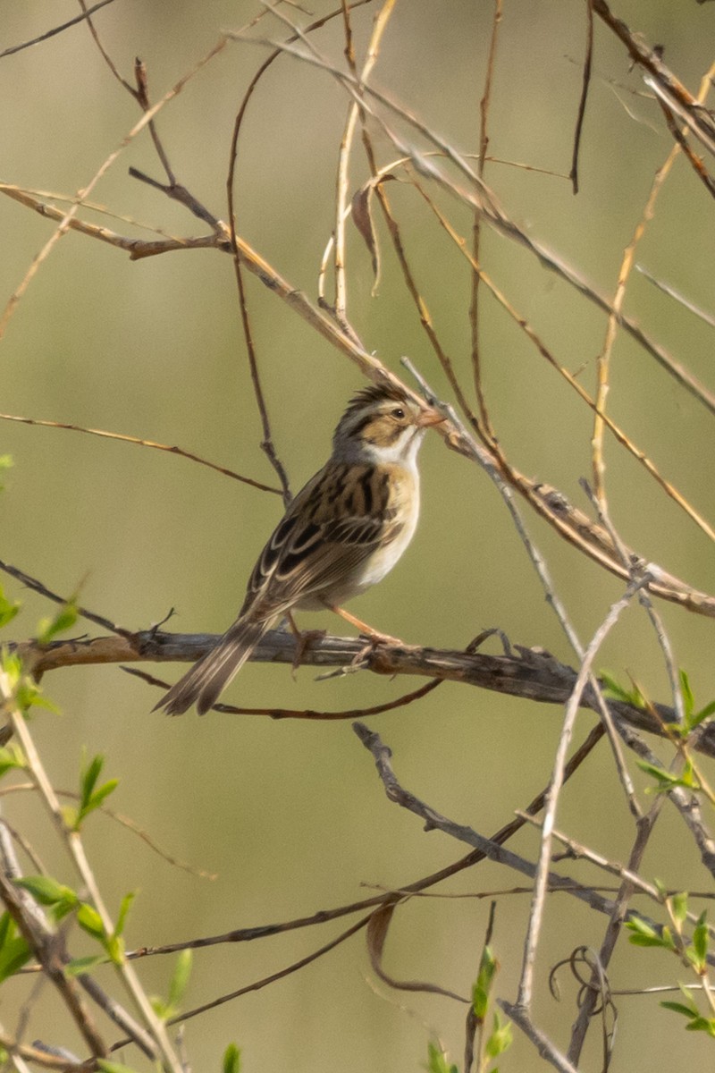 Clay-colored Sparrow - ML619728895