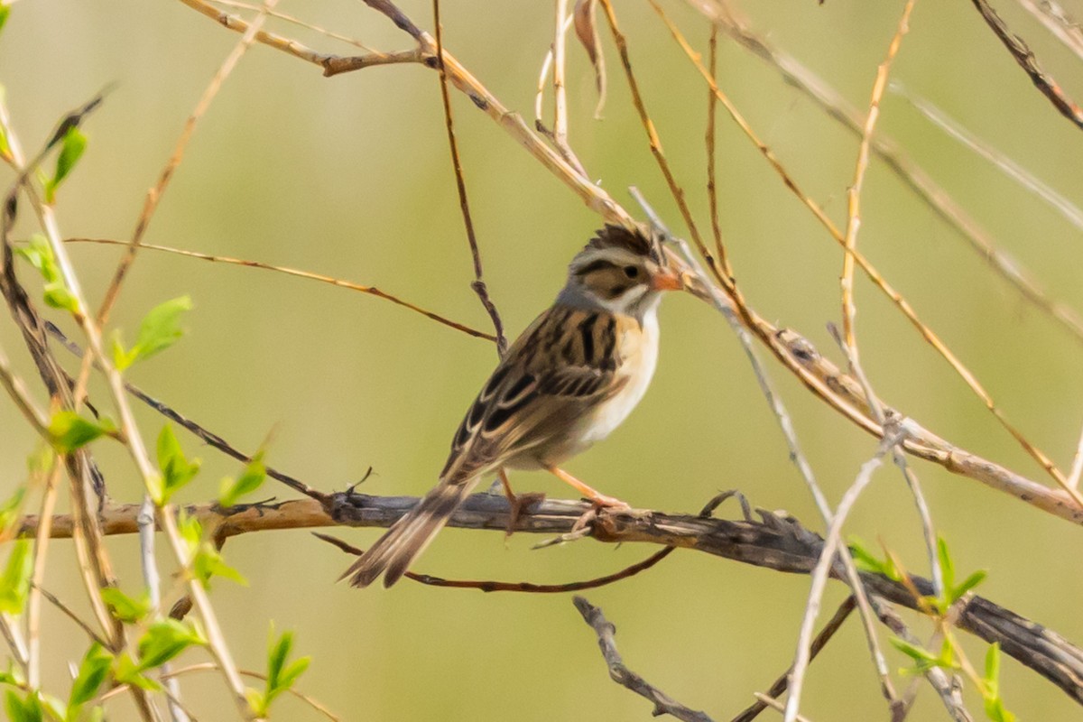 Clay-colored Sparrow - ML619728896