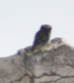 縱紋腹小鴞 - ML619728913