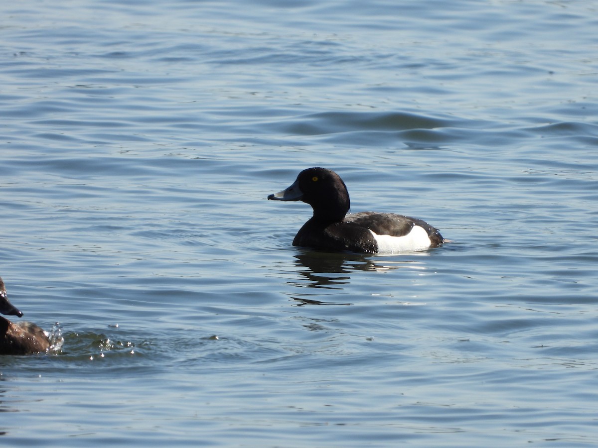 Tufted Duck - ML619728937